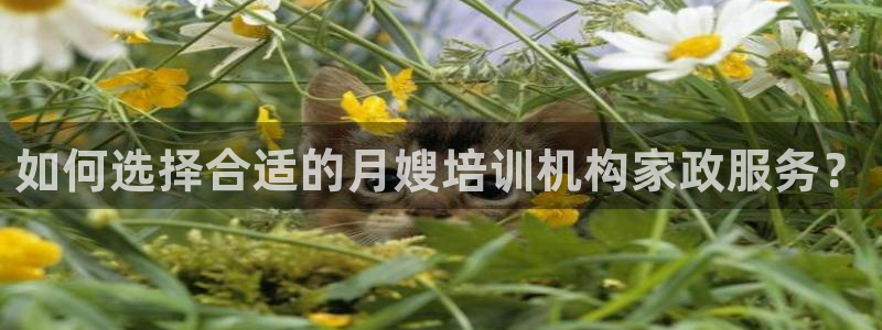 杏悦平台代理怎么赚钱