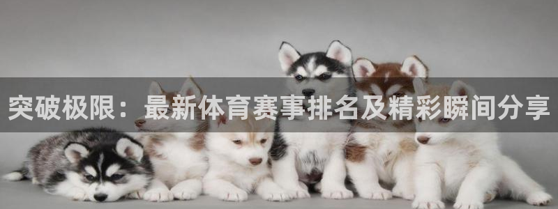 风速体育直播app