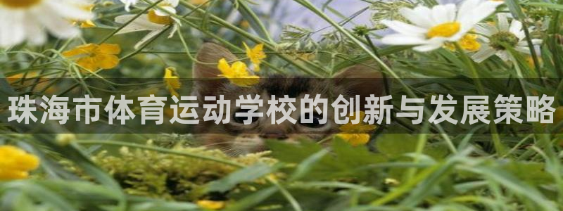 风速体育官网