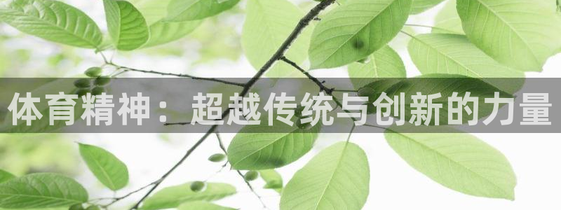 风速体育